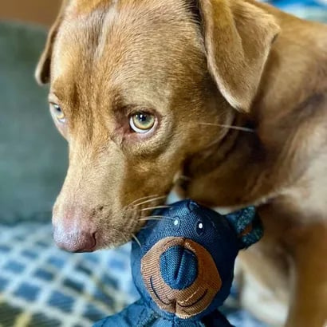 ChompBuddy Hondenspeeltje