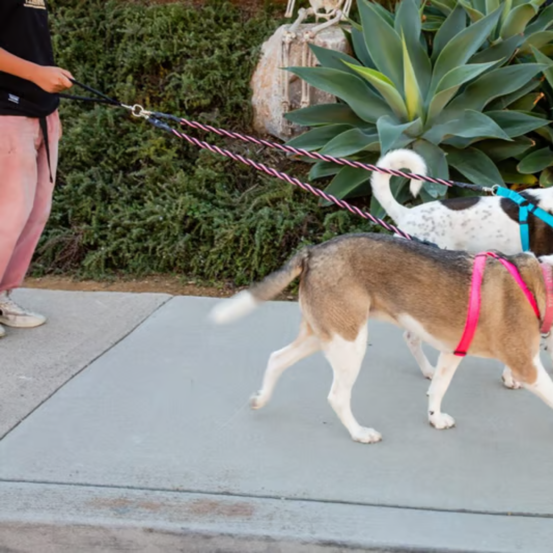 PawLink™ Duo – Dubbele Hondenriem met Schokdempers